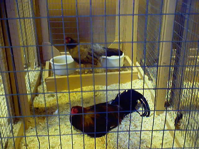 That rooster thing is taking a crap in the other one's food dish. *snickers*