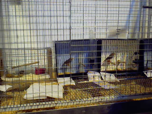 Some miniature finches in miniature jail cells.